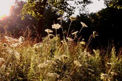 photo 0067